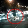 [따뜻한 세상] 횡단보도 건너는 할머니 보호하는 강아지