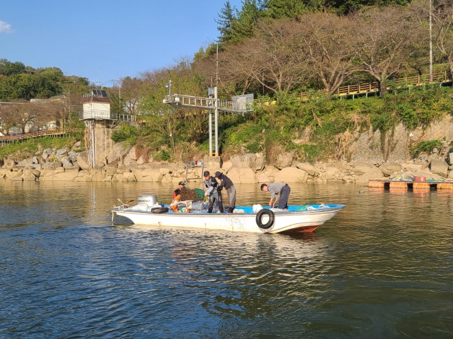 하동 섬진강 재첩 이식작업