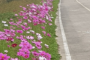 광주시 팔당물안개공원 둘레길 코스모스 만개