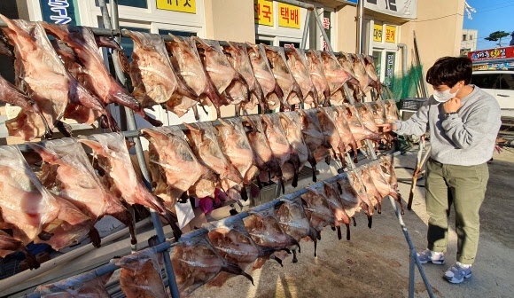 안면도 아귀, 가을 햇살에 ‘꾸덕꾸덕’