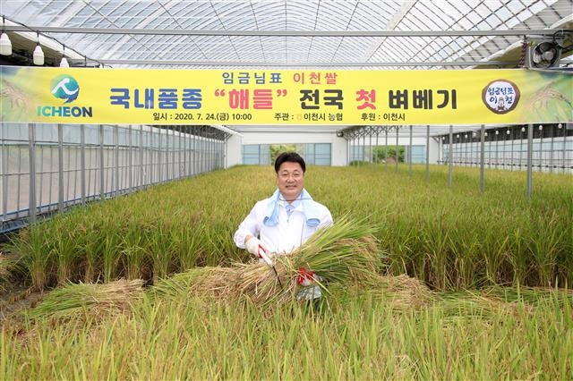 엄태준 시장이 지난 7월 이천 호법면에서 해들 첫 벼베기를 하고 있다. 이천 지역은 지난 2월 14일 이천시 호법면 비닐하우스 990㎡에 조생종 해들을 전국에서 제일 먼저 모내기를 하고, 162일 만인 지난 7월 24일 전국 첫 벼베기를 했다. 이천시 제공