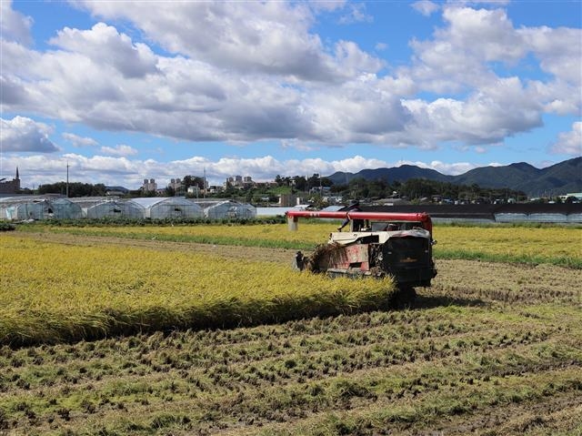 지난달 13일 경기 이천시 백사면의 한 논에서 농부가 조생종 신품종인 해들을 콤바인으로 수확하고 있다. 이천시농업기술센터 제공
