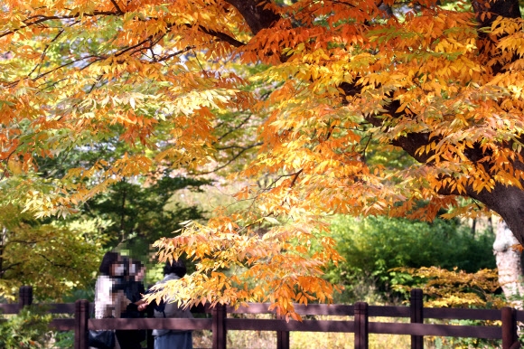 20일 오후 서울 은평구 은평한옥마을을 찾은 시민들이 가을옷을 갈아입은 느티나무를 보며 깊어가는 가을을 즐기고 있다. 2020.10.20  연합뉴스