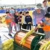 양천구, ‘이색체험’ 신트리공원 전통 벼베기 체험 행사 진행