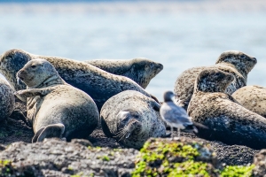 인천녹색연합 “백령도 일대서 점박이물범 158마리 관찰”