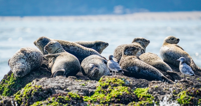 인천녹색연합은 최근 백령도 해안에서 점박이물범을 조사한 결과 158마리가 관찰됐다고 25일 밝혔다. 이번 조사는 백령도 주민으로 구성된 ‘점박이물범을 사랑하는 시민들 모임’이 지난 18일 어선을 타고 바다로 나가거나 해변에서 망원경으로 관찰하는 방식으로 진행했다. 
