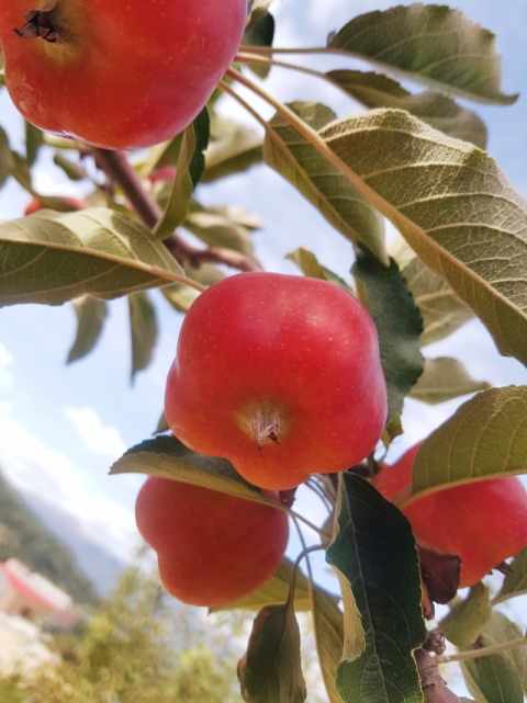 영주 별사과, 영주시 제공