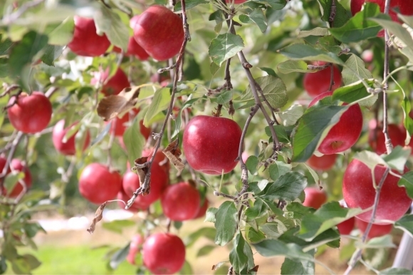 문경 감홍사과. 문경시 제공