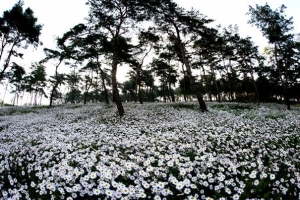 봄 벚꽃, 여름 라벤더, 가을 구절초… 향기나는 힐링도시 정읍