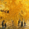 [포토] ‘깊어가는 가을’ 노랗게 물든 은행나무