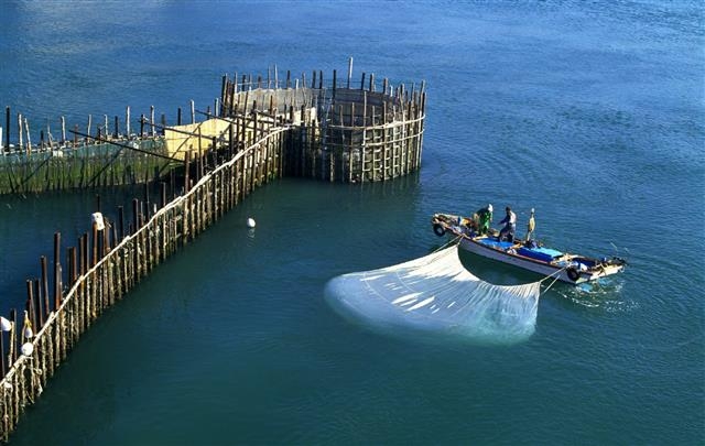 남해안 지족해협에 설치돼 있는 전통어로방식인 죽방렴. 바다 안에 V자 모양으로 만들어 놓은 죽방렴 안으로 고기가 들어가면 손으로 잡아낸다. 남해군 제공
