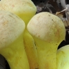 독버섯 갓그물버섯에서 유용물질 첫 발견