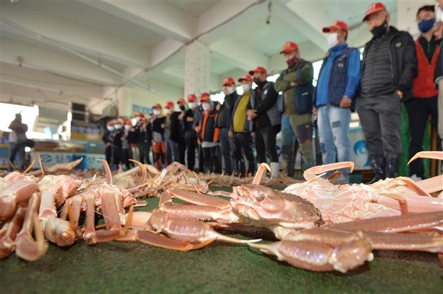 올해 첫 대게 경매… 한 마리 6만 6000원 ‘귀하신 몸’
