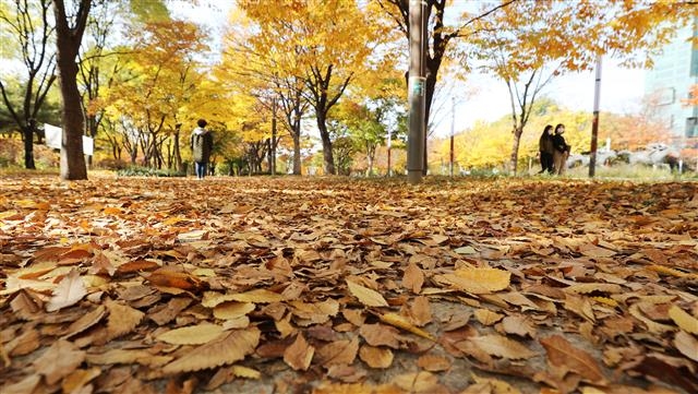 바스락바스락… 낙엽 소리 들릴 듯