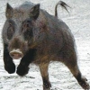 멧돼지 잡으려면 150만원… 돼지열병 말고 수렵인 잡는 강원