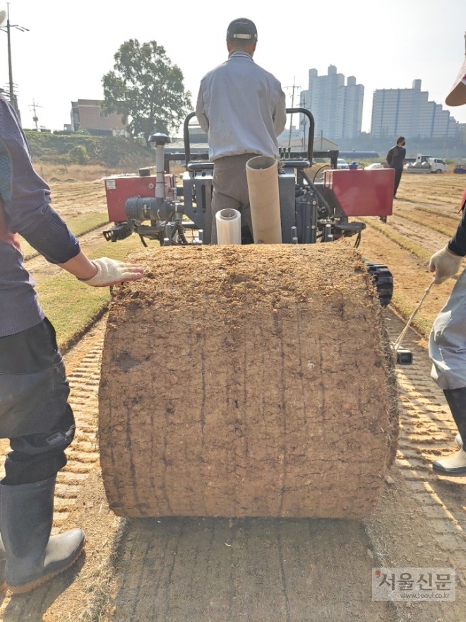 경기 시흥시 안현동 잔디재배 농장에서 농부들이 잔디 출하작업을 하고 있다.
