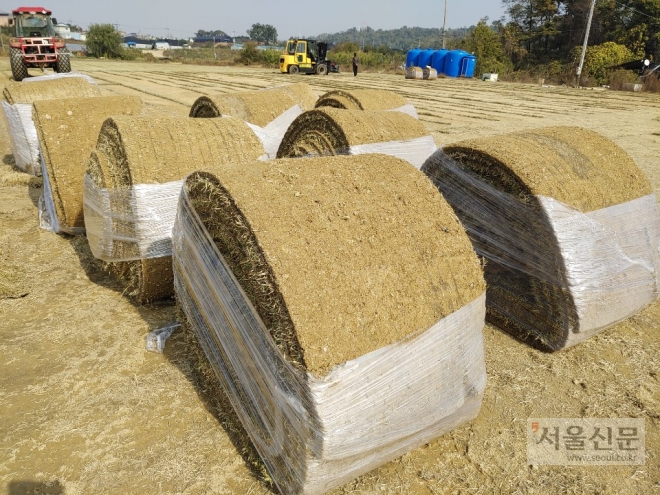 시흥시 안현동 잔디재배 농가에서 떼작업을 한 뒤 출하를 기다리는 잔디모습.