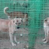 개 200마리 죽음 막았지만 개농장 철거 압박…“행정처분 유예” 호소