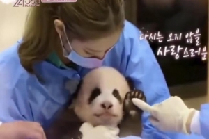 ‘판다 체험 논란’ 블랙핑크 영상, 결국 공개 않기로