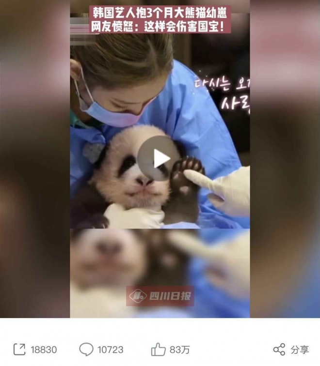 중국 웨이보에 올라온 ‘시나신문’의 블랙핑크 영상. 새끼 판다를 부주의하게 다룬다는 지적이 나온다. 시나신문 캡처
