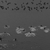 흑과 백 사이 절묘한 빛을 담다, 사진작가 민병헌 개인전 ‘새‘