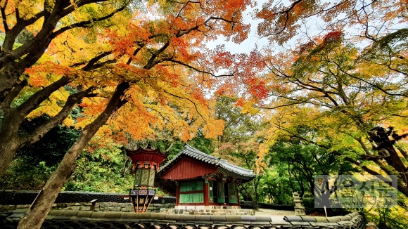 전북 고창 선운사 나한전을 여러 색으로 물들이고 있는 단풍나무들. 붉은빛과 노란빛, 연둣빛 등 다양한 색의 성찬이 펼쳐지고 있다.