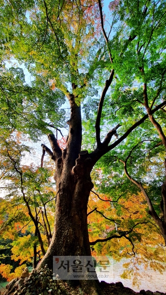 문수사 들머리의 거대한 단풍나무. 다섯 가지 빛깔의 이파리가 한 나무에 매달려 있다.
