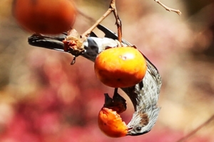 직박구리 “오늘은 감 잡았어”
