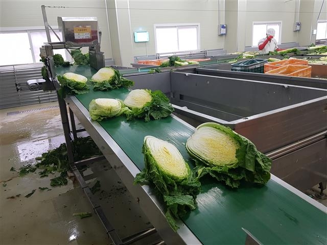 충북 괴산군 문광면 괴산시골절임배추 공장에서 자동절단기로 반으로 자른 배추가 컨베이어벨트에 실려 절임실로 이동하고 있다.  괴산 남인우 기자 niw7263@seoul.co.kr