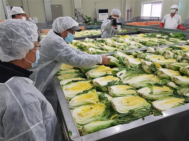 배추를 소금에 절이고 있는 직원들.  괴산 남인우 기자 niw7263@seoul.co.kr