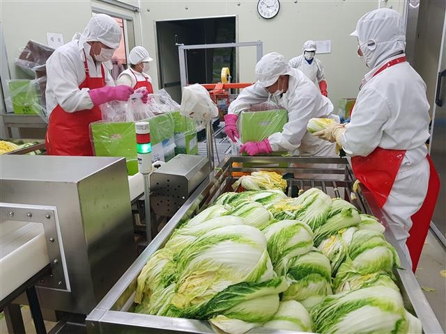 직원들이 완성된 절임배추를 포장하고 있다. 괴산 남인우 기자 niw7263@seoul.co.kr