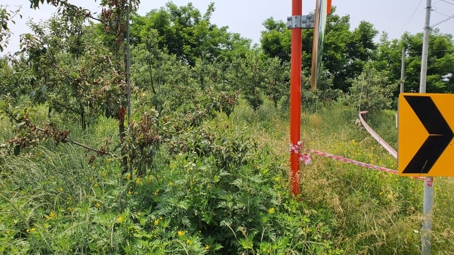 과수화상병 피해농가.