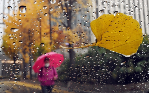 비가 내린 18일 서울 세종문화회관 인근에서 노란 단풍을 배경으로 한 시민이 우산을 쓰고 걸어가고 있다. 2020. 11. 18 박윤슬 기자 seul@seoul.co.kr