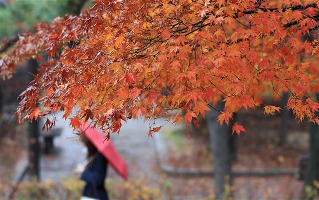 18일 오후 서울 종로구 경희궁에서 우산을 쓴 시민이 산책을 하고 있다. 2020.11.18 뉴스1