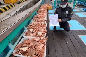 포획 금지 기간에 대게 940마리 잡은 어선 적발