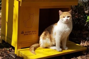 서초 ‘길냥이 식당’ 확대… 주민도 좋다옹