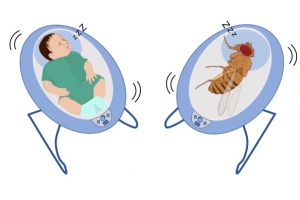 [유용하 기자의 사이언스 톡] 버스·지하철 타면 꾸벅꾸벅 조는 건 ‘미세진동’ 탓