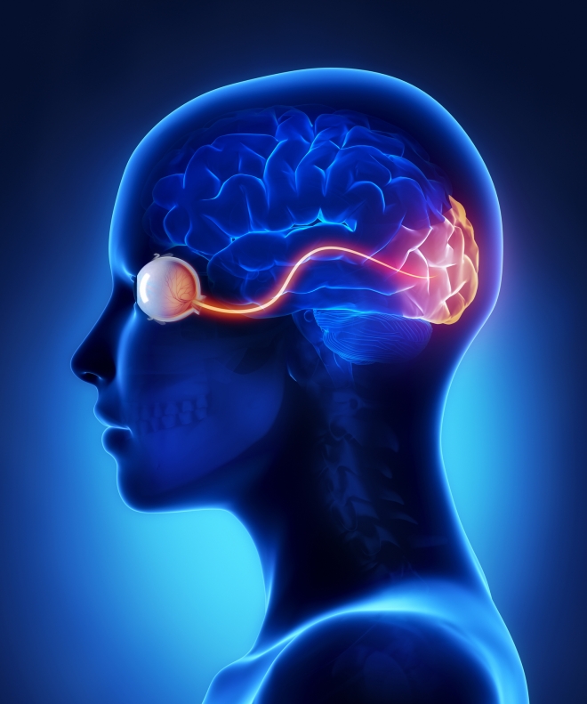 뇌 시각피질 자극해 시각장애 극복한다