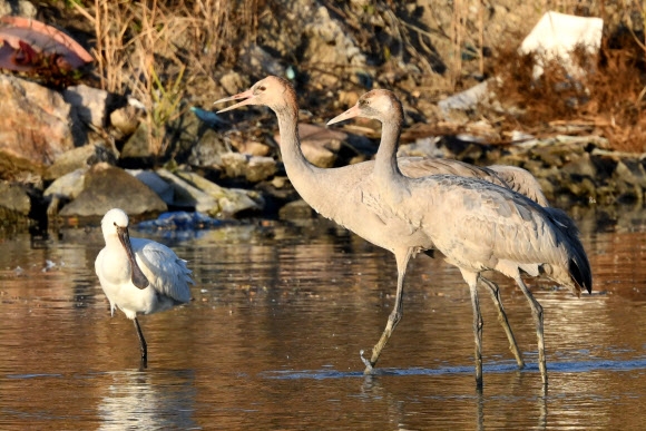‘겨울 전령사’ 검은목두루미 신안에 납시오