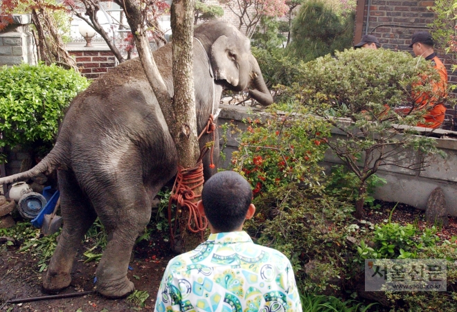 서울 어린이대공원 공연장에서 탈출한 코끼리가 인근 가정집 마당에 들어가 소란을 피우고 있다. 서울신문DB