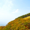 세계에 소개할 대한민국 대표숲은?