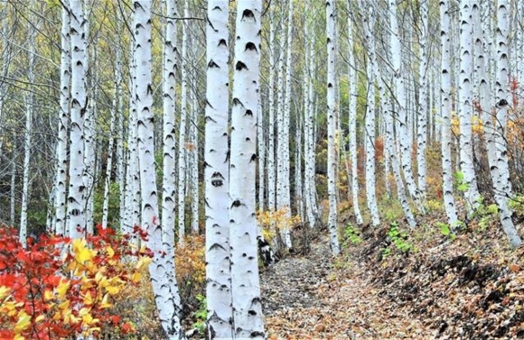 경북 영양군 수비면 죽파리 자작나무숲. 자작나무는 활엽수 중 피톤치드를 가장 많이 내뿜어 삼림욕 효과가 크고, 강력한 살균효과로 아토피에도 효험이 있는 것으로 알려졌다. 산림청 제공