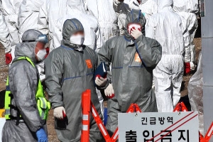 여주 메추리 농장 고병원성 AI 확진…전국 7번째