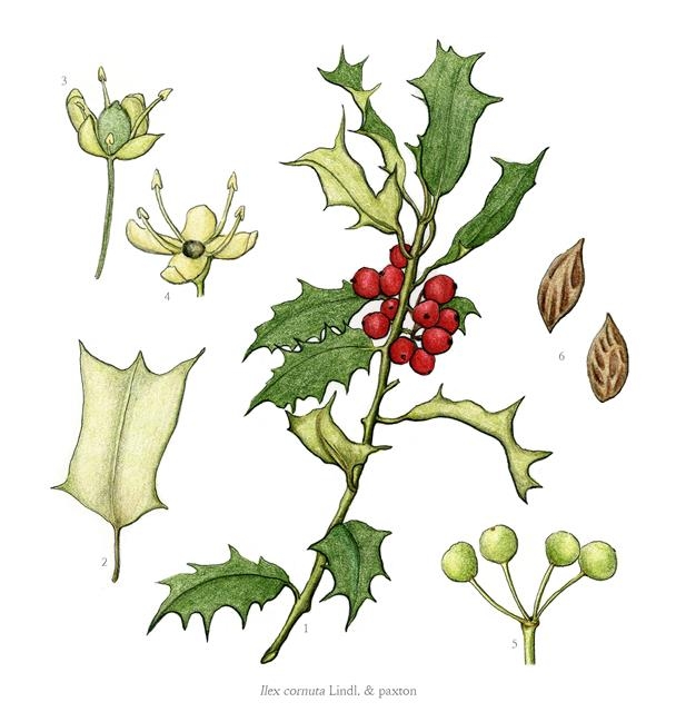크리스마스를 상징하는 대표적 식물인 호랑가시나무. 선명한 빨간색 열매와 녹색 잎, 눈 쌓인 흰 배경이 크리스마스 대표 이미지로 그려져 왔다.
