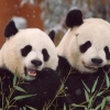 美中 관계 개선 희망이 된 ‘판다 외교’