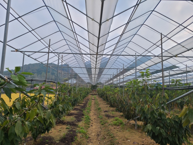 전남 곡성군청 공무원들이 시중가보다 절반 이상 가격을 낮춘 ‘체리 간이 비가림시설’을 개발해 눈길을 끌고 있다.