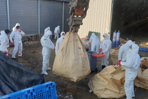 “첫 발생지역서 멀리 떨어져 있는데도 AI감염되다니…” 김포농장주 울상