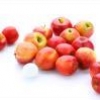 일본 품종 밀어낸 국산 ‘미니 사과’, 교배종으로 ‘토종벌 에이즈’ 차단