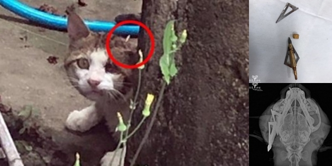 군산길고양이캣맘, 동물자유연대