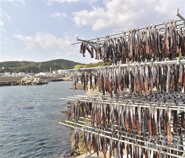 경북 포항시 구룡포 바닷가 덕장에서 손질된 과메기가 해풍과 햇살에 꾸덕꾸덕 마르고 있다. 11월부터 이듬해 2월까지가 제철인 과메기는 겨울철 별미다. 서울신문 DB